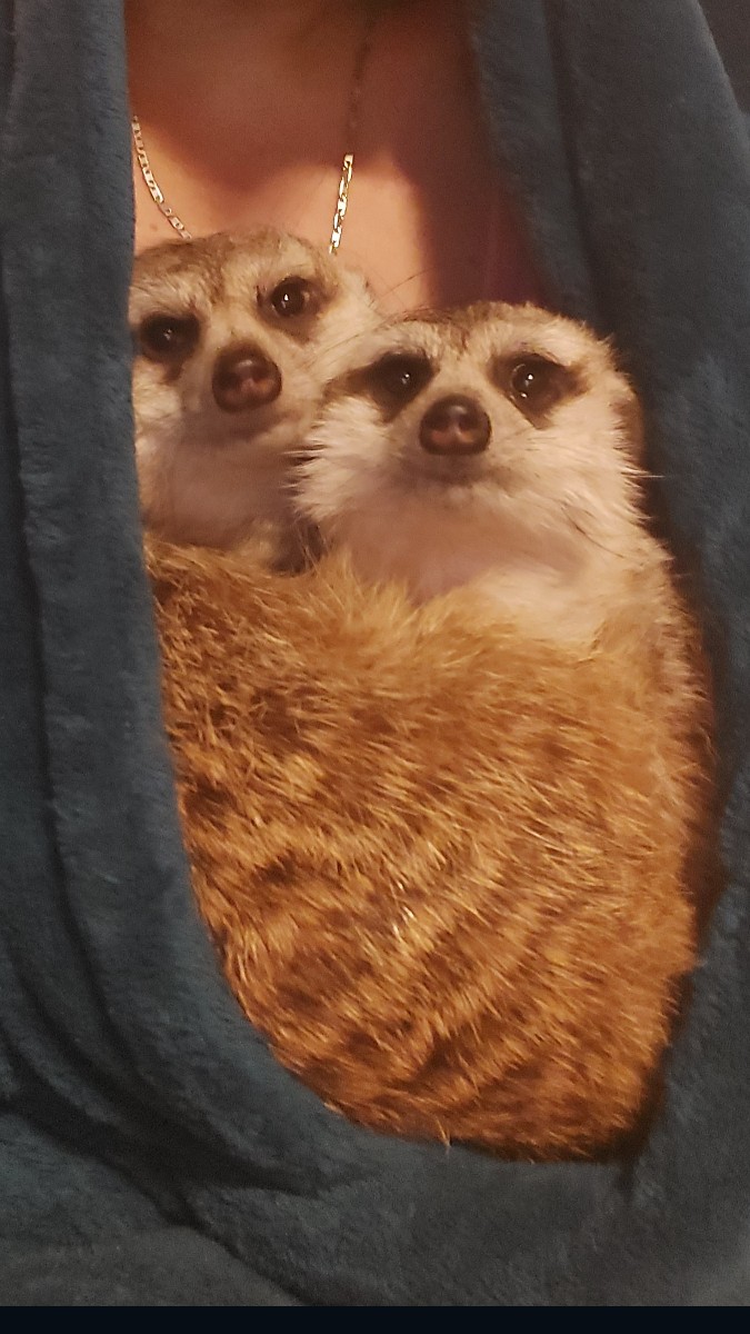 Surikaty 2
