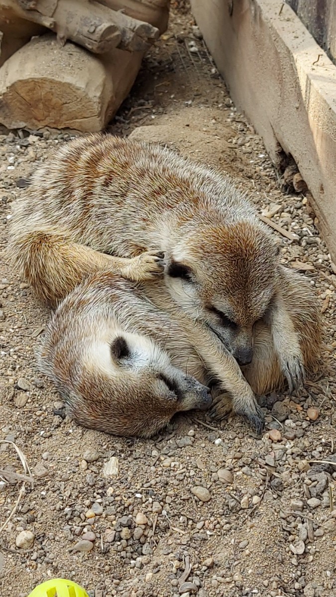 Surikaty 5