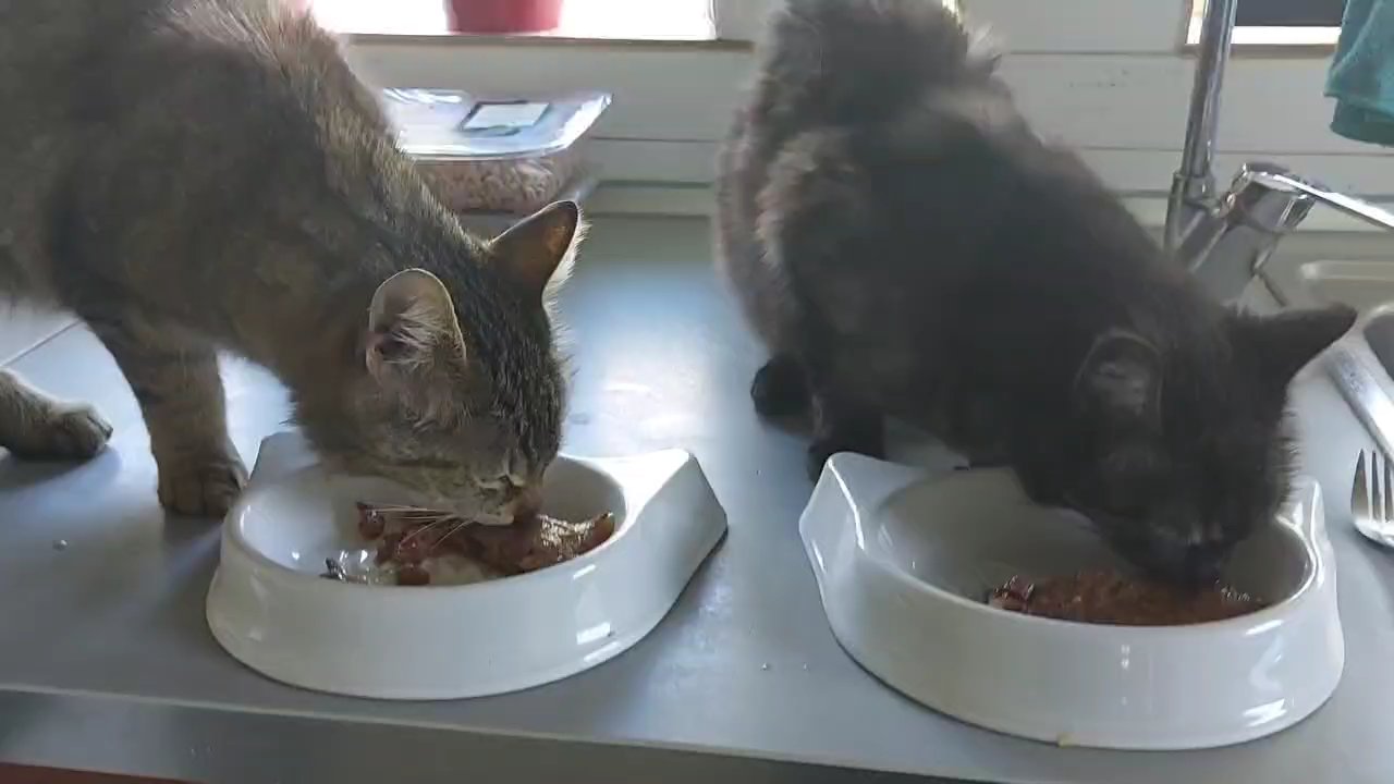 Tomík + Sisinka v akci